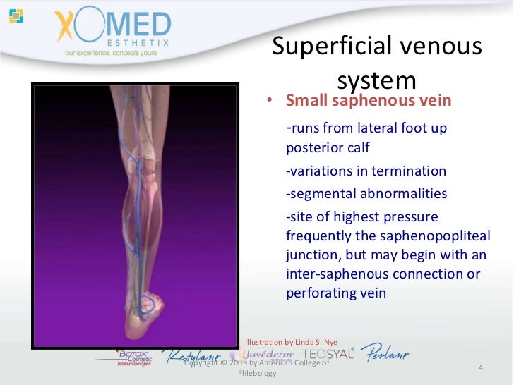 Jr veins anatomy and physiology
