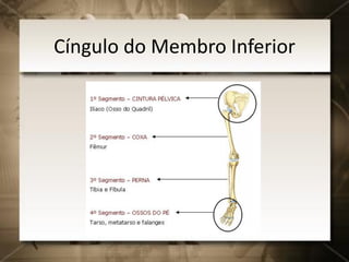 Cíngulo do Membro Inferior
 