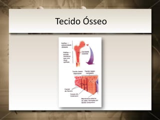 Tecido Ósseo
 