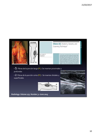 21/02/2017
10
• 1 Fibras de la porción larga (PL): Se insertan proximales y
profundas
• 2 Fibras de la porción corta (PC) : Se insertan distales y
superficiales
Radiology:Volume 275: Number 3—June 2015
PC
PL
Tuberosidadradial
 