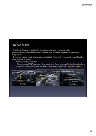 21/02/2017
18
•A la altura del codo se sitúa entre la braquial anterior y el braquioradial.
•Se distingue con claridad el patrón fascicular. Con fascículos hipoecoicos y epineuro
hiperecoico.
•En íntima relación con la arteria recurrente radial. Fácilmente reconocible con el Doppler.
• Distalmente se divide
•Rama superficial sensitiva.
•Rama motora (PIN “posterior interosseus nerve”) que penetra el músculo supinador a
través de la arcada de Froshe entre las dos cabezas, superficial, (S) y profunda (P).
Braquial
braquiorradial
bíceps
húmero
Nervio radial
Nervio radial
braquiorradial
Rama motora
Rama sensitiva
Supinador
Radio
S
Supinador
Radio
P
P
braquiorradial
 