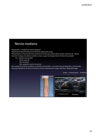 21/02/2017
22
Nervio mediano
•Adyacente y medial a la arteria braquial.
•Fácilmente identificable proximalmente adyacente a ésta.
•Distalmente se hace profundo y penetra entre las dos cabeza del pronador redondo (la cabeza
humeral o larga y la cabeza cubital o corta). Lugar de atrapamiento. Síndrome pronador
•La cabeza corta puede:
•Estar ausente
•Ser cordonal
•Ser pequeño vientre muscular.
•En ocasiones el nervio mediano no penetra el pronador y se sitúa entre el braquialis y el pronador.
•Hay que identificar el nervio interóseo anterior adyacente al origen del flexor largo del pulgar.
Braquial
braquiorradial
Bíceps
húmero
Nervio radial
Arteria braquial N Mediano
Cartílago articular
 