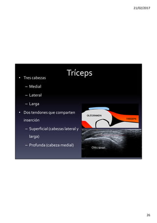 21/02/2017
26
Tríceps
• Tres cabezas
– Medial
– Lateral
– Larga
• Dos tendones que comparten
inserción
– Superficial (cabezas lateral y
larga)
– Profunda (cabeza medial) Olécranon
profunda
 