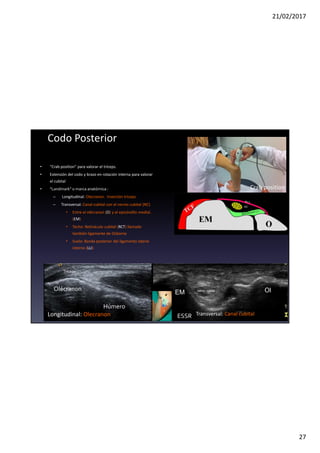 21/02/2017
27
• “Crab position” para valorar el tríceps.
• Extensión del codo y brazo en rotación interna para valorar
el cubital
• “Landmark” o marca anatómica :
– Longitudinal: Olecranon. Inserción tríceps.
– Transversal: Canal cubital con el nervio cubital (NC)
• Entre el olécranon (O) y el epicóndilo medial.
(EM)
• Techo: Retináculo cubital (RCT) llamado
también ligamente de Osborne
• Suelo: Banda posterior del ligamento lateral
interno (LLI)
Codo Posterior
Olécranon
Tríceps
Ol
EM
NC
LLI
Ol
EM Nervio cubital
LLI
RCT
Crab position
Longitudinal: Olecranon Transversal: Canal cubital
Húmero
NC
ESSR
 