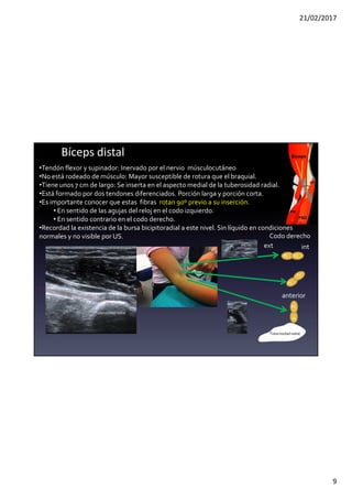 21/02/2017
9
Bíceps distal
•Tendón flexor y supinador: Inervado por el nervio músculocutáneo
•No está rodeado de músculo: Mayor susceptible de rotura que el braquial.
•Tiene unos 7 cm de largo: Se inserta en el aspecto medial de la tuberosidad radial.
•Está formado por dos tendones diferenciados. Porción larga y porción corta.
•Es importante conocer que estas fibras rotan 90º previo a su inserción.
• En sentido de las agujas del reloj en el codo izquierdo.
• En sentido contrario en el codo derecho.
•Recordad la existencia de la bursa bicipitoradial a este nivel. Sin líquido en condiciones
normales y no visible por US.
PC
PL
PL
PL
PL
PC
PC
PC
ext int
Tuberosidadradial
Tuberosidadradial
anterior
PC
PL
PL
PC
Codo derecho
 
