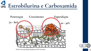 Estrobilurina e Carboxamida
16
Fonte: Curso proteção de plantas, Prof. Forcelini.
Penetração Crescimento Esporulação
70 - 80% 20 - 30%
 