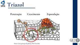 Triazol
19
Fonte: Curso proteção de plantas, Prof. Forcelini.
Penetração Crescimento Esporulação
 