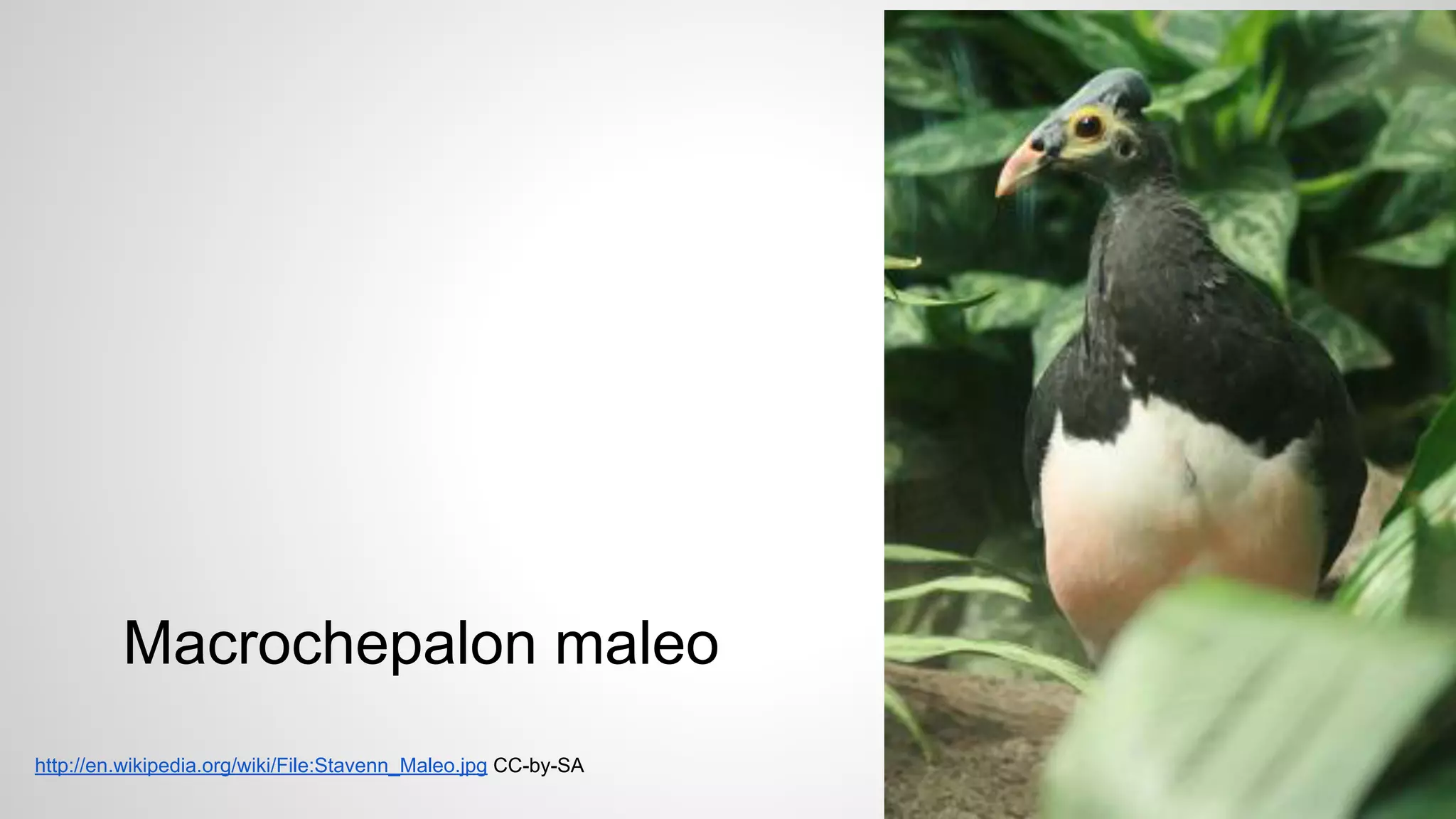 Macrochepalon maleo
http://en.wikipedia.org/wiki/File:Stavenn_Maleo.jpg CC-by-SA

 