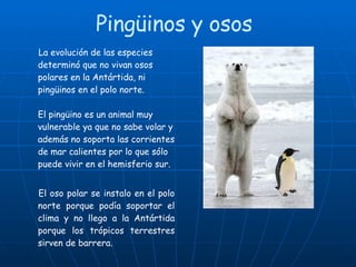 Pingüinos y osos <ul><li>La evolución de las especies determinó que no vivan osos polares en la Antártida, ni pingüinos en...