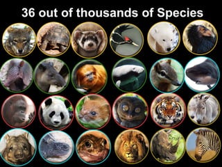 36 out of thousands of Species
 