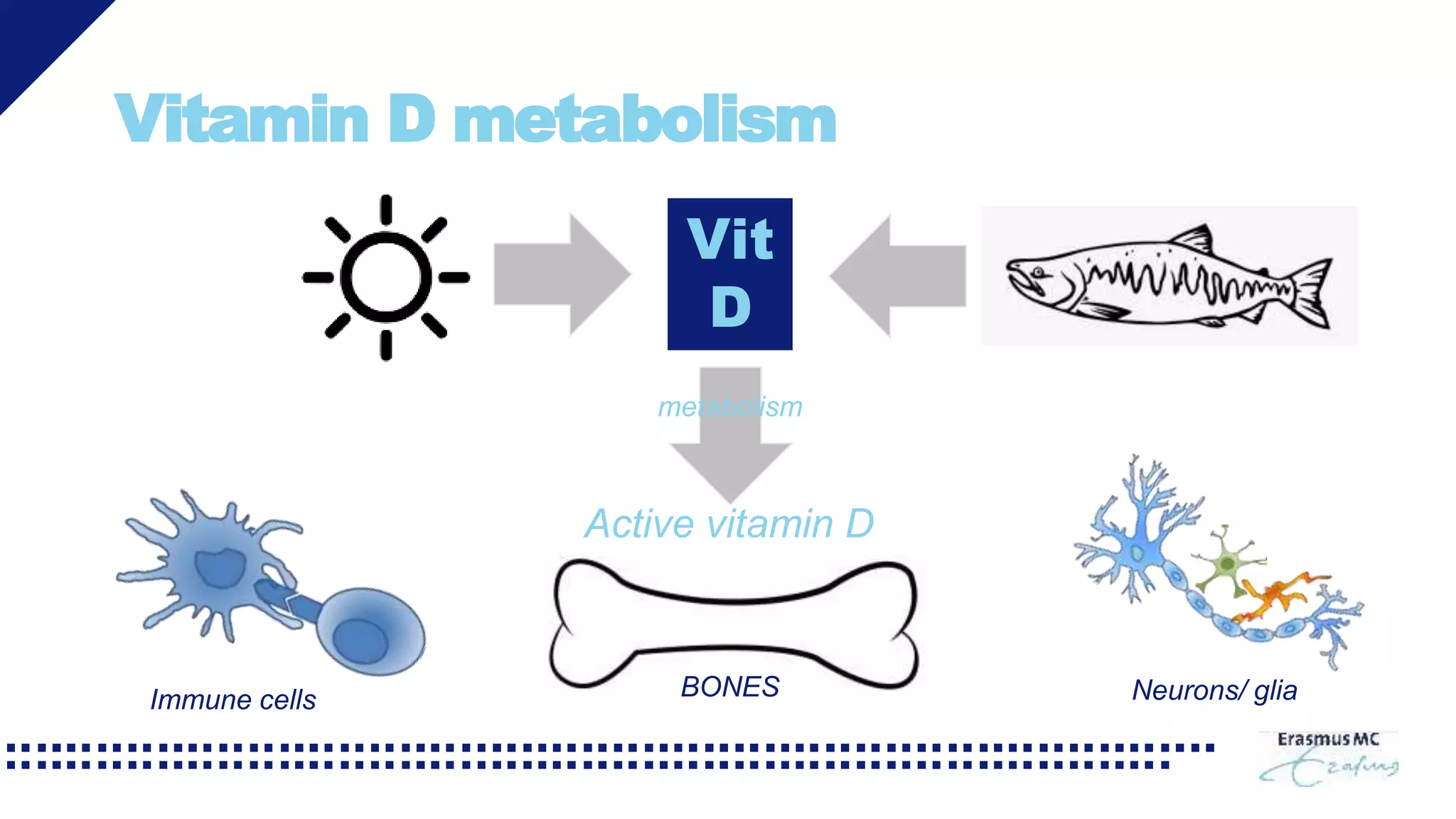 Vitamin D metabolism
metabolism
Active vitamin D
BONESImmune cells Neurons/ glia
Vit
D
 