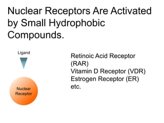 Nuclear Receptors Are Activated
by Small Hydrophobic
Compounds.
Nuclear
Receptor
Ligand
Retinoic Acid Receptor
(RAR)
Vitamin D Receptor (VDR)
Estrogen Receptor (ER)
etc.
 