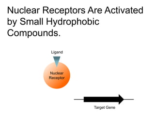 Nuclear
Receptor
Nuclear Receptors Are Activated
by Small Hydrophobic
Compounds.
Ligand
Target Gene
 