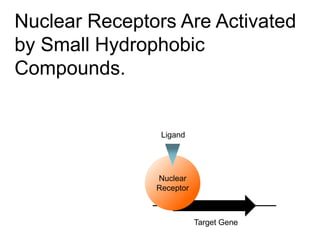 Nuclear Receptors Are Activated
by Small Hydrophobic
Compounds.
Target Gene
Nuclear
Receptor
Ligand
 