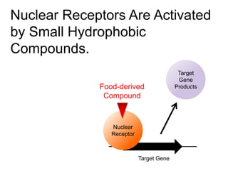 Nuclear Receptors Are Activated
by Small Hydrophobic
Compounds.
Target Gene
Food-derived
Compound
Nuclear
Receptor
Target
Gene
Products
 