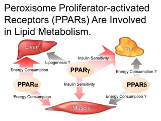 Insulin Sensitivity
Insulin Sensitivity
Energy Consumption
Energy Consumption ?
Energy Consumption ?
Energy Consumption
Lipogenesis ?
PPARg
PPARdPPARa
Peroxisome Proliferator-activated
Receptors (PPARs) Are Involved
in Lipid Metabolism.
 