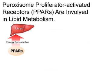 Peroxisome Proliferator-activated
Receptors (PPARs) Are Involved
in Lipid Metabolism.
Energy Consumption
PPARa
 