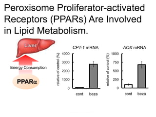 Peroxisome Proliferator-activated
Receptors (PPARs) Are Involved
in Lipid Metabolism.
0
250
500
750
1000
cont beza
AOX mRNA
relativeofcontrol(%)
Energy Consumption
PPARa
0
1000
2000
3000
4000
cont beza
CPT-1 mRNA
relativeofcontrol(%)
 