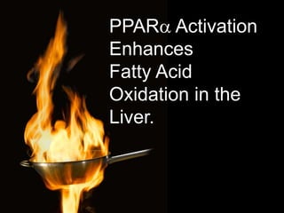 PPARa Activation
Enhances
Fatty Acid
Oxidation in the
Liver.
 