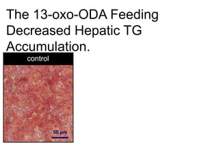 50 μm
control
The 13-oxo-ODA Feeding
Decreased Hepatic TG
Accumulation.
 