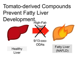 Tomato-derived Compounds
Prevent Fatty Liver
Development.
Healthy
Liver
Fatty Liver
(NAFLD)
High-Fat-
Diet
9/13-oxo-
ODAs
 
