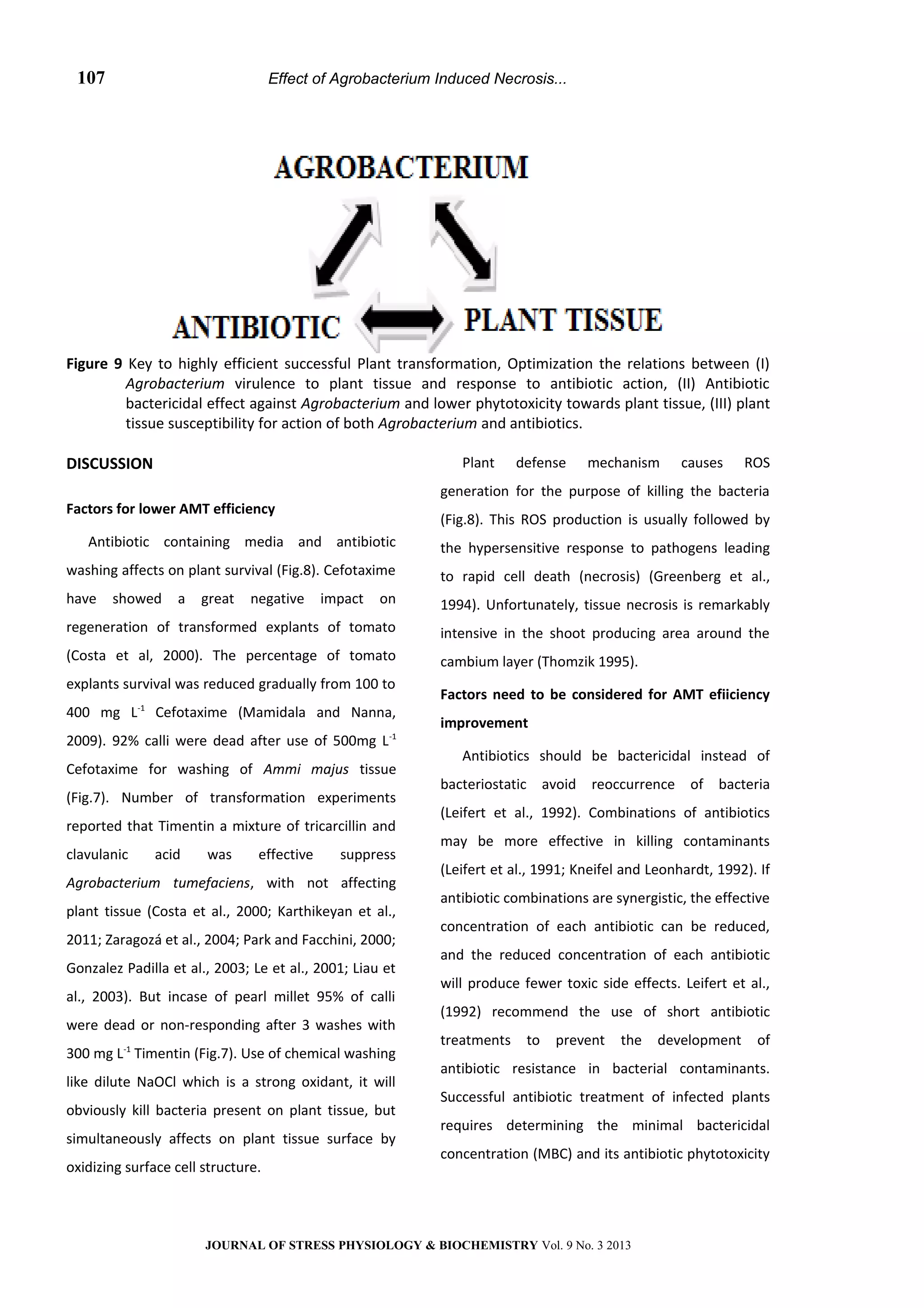 Effect of Agrobacterium Induced Necrosis...
Figure 9 Key to highly efficient successful Plant transformation, Optimization the relations between (I)
Agrobacterium virulence to plant tissue and response to antibiotic action, (II) Antibiotic
bactericidal effect against Agrobacterium and lower phytotoxicity towards plant tissue, (III) plant
tissue susceptibility for action of both Agrobacterium and antibiotics.
DISCUSSION
Factors for lower AMT efficiency
Antibiotic containing media and antibiotic
washing affects on plant survival (Fig.8). Cefotaxime
have showed a great negative impact on
regeneration of transformed explants of tomato
(Costa et al, 2000). The percentage of tomato
explants survival was reduced gradually from 100 to
400 mg L-1
Cefotaxime (Mamidala and Nanna,
2009). 92% calli were dead after use of 500mg L-1
Cefotaxime for washing of Ammi majus tissue
(Fig.7). Number of transformation experiments
reported that Timentin a mixture of tricarcillin and
clavulanic acid was effective suppress
Agrobacterium tumefaciens, with not affecting
plant tissue (Costa et al., 2000; Karthikeyan et al.,
2011; Zaragozá et al., 2004; Park and Facchini, 2000;
Gonzalez Padilla et al., 2003; Le et al., 2001; Liau et
al., 2003). But incase of pearl millet 95% of calli
were dead or non-responding after 3 washes with
300 mg L-1
Timentin (Fig.7). Use of chemical washing
like dilute NaOCl which is a strong oxidant, it will
obviously kill bacteria present on plant tissue, but
simultaneously affects on plant tissue surface by
oxidizing surface cell structure.
Plant defense mechanism causes ROS
generation for the purpose of killing the bacteria
(Fig.8). This ROS production is usually followed by
the hypersensitive response to pathogens leading
to rapid cell death (necrosis) (Greenberg et al.,
1994). Unfortunately, tissue necrosis is remarkably
intensive in the shoot producing area around the
cambium layer (Thomzik 1995).
Factors need to be considered for AMT efiiciency
improvement
Antibiotics should be bactericidal instead of
bacteriostatic avoid reoccurrence of bacteria
(Leifert et al., 1992). Combinations of antibiotics
may be more effective in killing contaminants
(Leifert et al., 1991; Kneifel and Leonhardt, 1992). If
antibiotic combinations are synergistic, the effective
concentration of each antibiotic can be reduced,
and the reduced concentration of each antibiotic
will produce fewer toxic side effects. Leifert et al.,
(1992) recommend the use of short antibiotic
treatments to prevent the development of
antibiotic resistance in bacterial contaminants.
Successful antibiotic treatment of infected plants
requires determining the minimal bactericidal
concentration (MBC) and its antibiotic phytotoxicity
JOURNAL OF STRESS PHYSIOLOGY & BIOCHEMISTRY Vol. 9 No. 3 2013
107
 