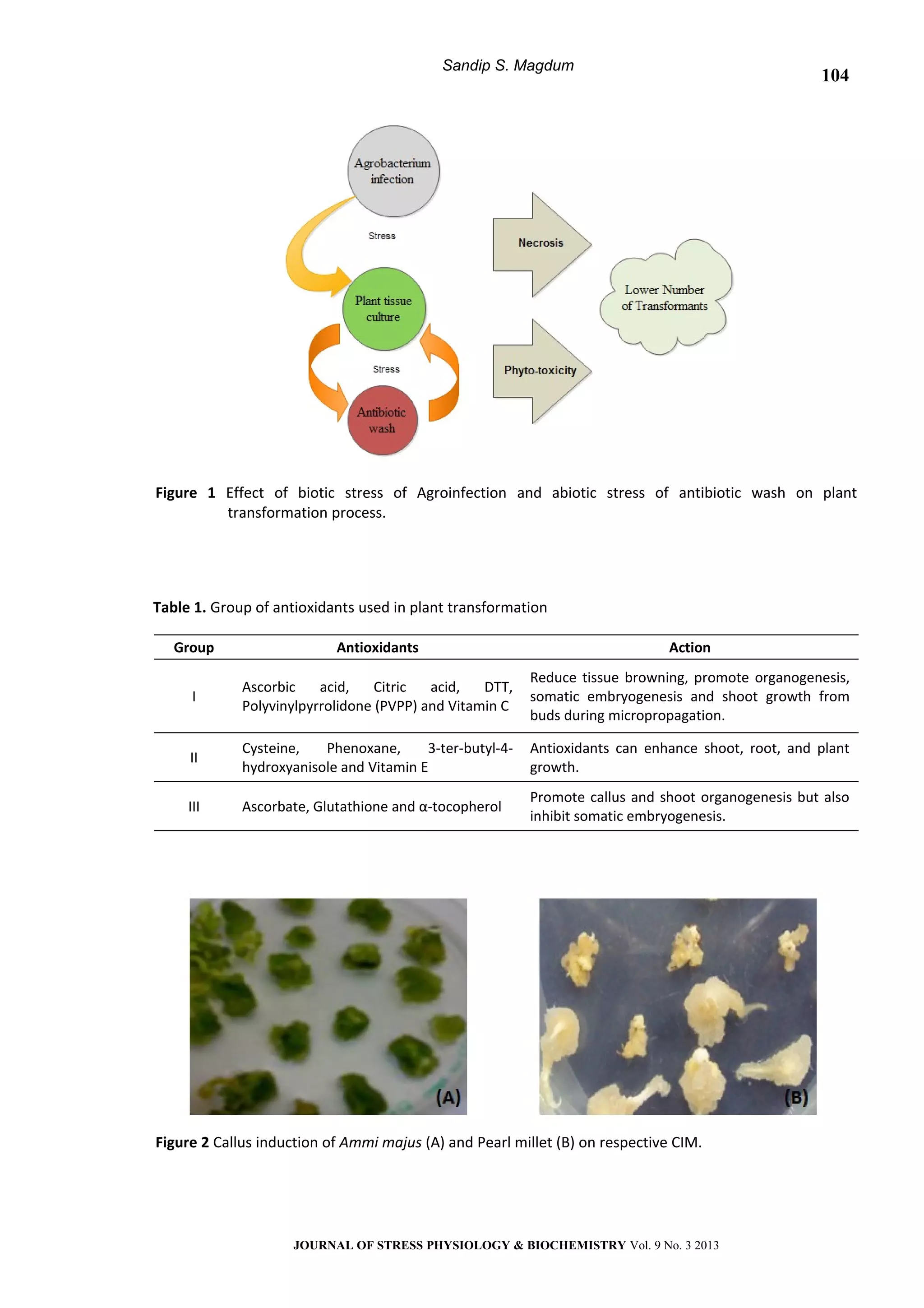 Sandip S. Magdum
Figure 1 Effect of biotic stress of Agroinfection and abiotic stress of antibiotic wash on plant
transformation process.
Table 1. Group of antioxidants used in plant transformation
Group Antioxidants Action
I
Ascorbic acid, Citric acid, DTT,
Polyvinylpyrrolidone (PVPP) and Vitamin C
Reduce tissue browning, promote organogenesis,
somatic embryogenesis and shoot growth from
buds during micropropagation.
II
Cysteine, Phenoxane, 3-ter-butyl-4-
hydroxyanisole and Vitamin E
Antioxidants can enhance shoot, root, and plant
growth.
III Ascorbate, Glutathione and α-tocopherol
Promote callus and shoot organogenesis but also
inhibit somatic embryogenesis.
Figure 2 Callus induction of Ammi majus (A) and Pearl millet (B) on respective CIM.
JOURNAL OF STRESS PHYSIOLOGY & BIOCHEMISTRY Vol. 9 No. 3 2013
104
 