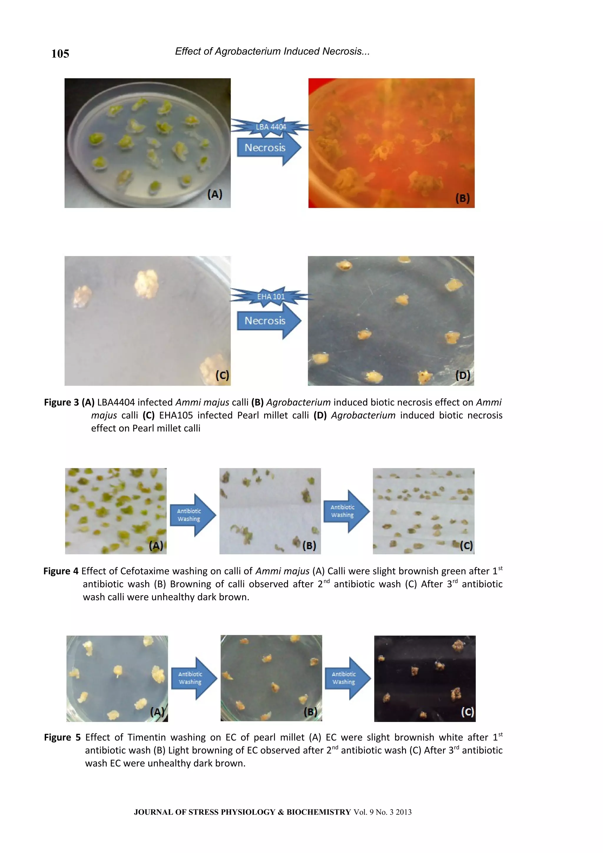 Effect of Agrobacterium Induced Necrosis...
Figure 3 (A) LBA4404 infected Ammi majus calli (B) Agrobacterium induced biotic necrosis effect on Ammi
majus calli (C) EHA105 infected Pearl millet calli (D) Agrobacterium induced biotic necrosis
effect on Pearl millet calli
Figure 4 Effect of Cefotaxime washing on calli of Ammi majus (A) Calli were slight brownish green after 1st
antibiotic wash (B) Browning of calli observed after 2nd
antibiotic wash (C) After 3rd
antibiotic
wash calli were unhealthy dark brown.
Figure 5 Effect of Timentin washing on EC of pearl millet (A) EC were slight brownish white after 1st
antibiotic wash (B) Light browning of EC observed after 2nd
antibiotic wash (C) After 3rd
antibiotic
wash EC were unhealthy dark brown.
JOURNAL OF STRESS PHYSIOLOGY & BIOCHEMISTRY Vol. 9 No. 3 2013
105
 
