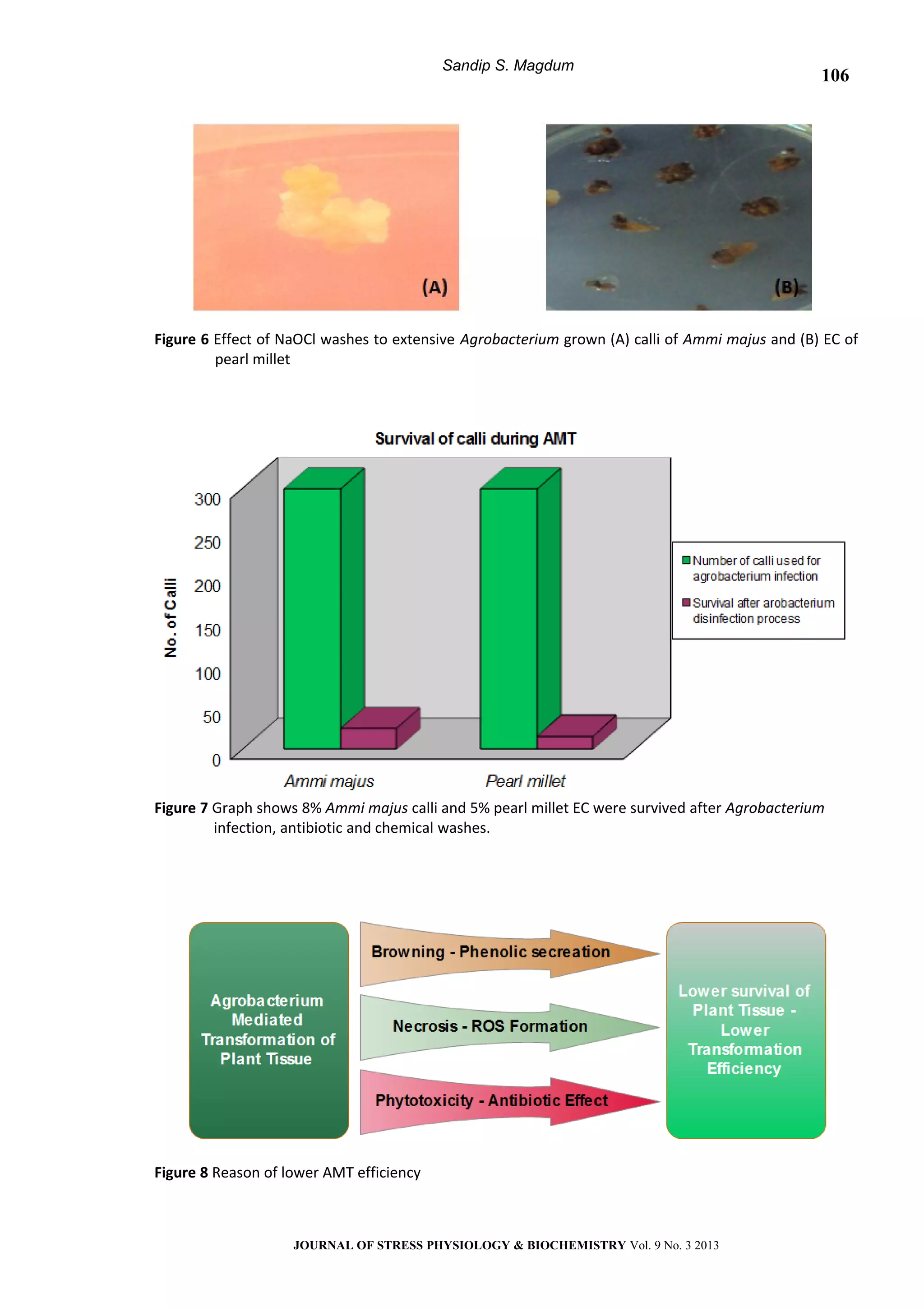 Sandip S. Magdum
Figure 6 Effect of NaOCl washes to extensive Agrobacterium grown (A) calli of Ammi majus and (B) EC of
pearl millet
Figure 7 Graph shows 8% Ammi majus calli and 5% pearl millet EC were survived after Agrobacterium
infection, antibiotic and chemical washes.
Figure 8 Reason of lower AMT efficiency
JOURNAL OF STRESS PHYSIOLOGY & BIOCHEMISTRY Vol. 9 No. 3 2013
106
 