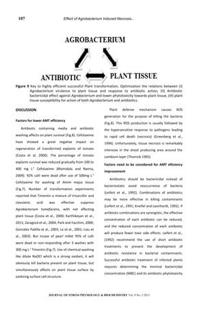 Effect of Agrobacterium Induced Necrosis...
Figure 9 Key to highly efficient successful Plant transformation, Optimization the relations between (I)
Agrobacterium virulence to plant tissue and response to antibiotic action, (II) Antibiotic
bactericidal effect against Agrobacterium and lower phytotoxicity towards plant tissue, (III) plant
tissue susceptibility for action of both Agrobacterium and antibiotics.
DISCUSSION
Factors for lower AMT efficiency
Antibiotic containing media and antibiotic
washing affects on plant survival (Fig.8). Cefotaxime
have showed a great negative impact on
regeneration of transformed explants of tomato
(Costa et al, 2000). The percentage of tomato
explants survival was reduced gradually from 100 to
400 mg L-1
Cefotaxime (Mamidala and Nanna,
2009). 92% calli were dead after use of 500mg L-1
Cefotaxime for washing of Ammi majus tissue
(Fig.7). Number of transformation experiments
reported that Timentin a mixture of tricarcillin and
clavulanic acid was effective suppress
Agrobacterium tumefaciens, with not affecting
plant tissue (Costa et al., 2000; Karthikeyan et al.,
2011; Zaragozá et al., 2004; Park and Facchini, 2000;
Gonzalez Padilla et al., 2003; Le et al., 2001; Liau et
al., 2003). But incase of pearl millet 95% of calli
were dead or non-responding after 3 washes with
300 mg L-1
Timentin (Fig.7). Use of chemical washing
like dilute NaOCl which is a strong oxidant, it will
obviously kill bacteria present on plant tissue, but
simultaneously affects on plant tissue surface by
oxidizing surface cell structure.
Plant defense mechanism causes ROS
generation for the purpose of killing the bacteria
(Fig.8). This ROS production is usually followed by
the hypersensitive response to pathogens leading
to rapid cell death (necrosis) (Greenberg et al.,
1994). Unfortunately, tissue necrosis is remarkably
intensive in the shoot producing area around the
cambium layer (Thomzik 1995).
Factors need to be considered for AMT efiiciency
improvement
Antibiotics should be bactericidal instead of
bacteriostatic avoid reoccurrence of bacteria
(Leifert et al., 1992). Combinations of antibiotics
may be more effective in killing contaminants
(Leifert et al., 1991; Kneifel and Leonhardt, 1992). If
antibiotic combinations are synergistic, the effective
concentration of each antibiotic can be reduced,
and the reduced concentration of each antibiotic
will produce fewer toxic side effects. Leifert et al.,
(1992) recommend the use of short antibiotic
treatments to prevent the development of
antibiotic resistance in bacterial contaminants.
Successful antibiotic treatment of infected plants
requires determining the minimal bactericidal
concentration (MBC) and its antibiotic phytotoxicity
JOURNAL OF STRESS PHYSIOLOGY & BIOCHEMISTRY Vol. 9 No. 3 2013
107
 