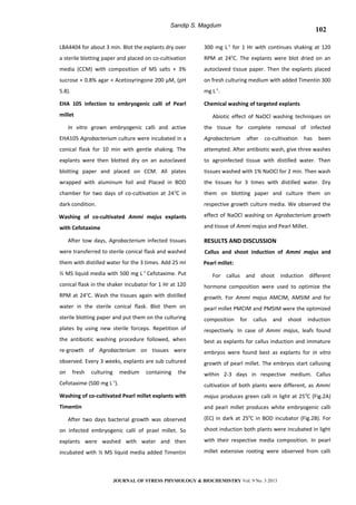 Sandip S. Magdum
LBA4404 for about 3 min. Blot the explants dry over
a sterile blotting paper and placed on co-cultivation
media (CCM) with composition of MS salts + 3%
sucrose + 0.8% agar + Acetosyringone 200 µM, (pH
5.8).
EHA 105 infection to embryogenic calli of Pearl
millet
In vitro grown embryogenic calli and active
EHA105 Agrobacterium culture were incubated in a
conical flask for 10 min with gentle shaking. The
explants were then blotted dry on an autoclaved
blotting paper and placed on CCM. All plates
wrapped with aluminum foil and Placed in BOD
chamber for two days of co-cultivation at 24o
C in
dark condition.
Washing of co-cultivated Ammi majus explants
with Cefotaxime
After tow days, Agrobacterium infected tissues
were transferred to sterile conical flask and washed
them with distilled water for the 3 times. Add 25 ml
½ MS liquid media with 500 mg L-1
Cefotaxime. Put
conical flask in the shaker incubator for 1 Hr at 120
RPM at 24o
C. Wash the tissues again with distilled
water in the sterile conical flask. Blot them on
sterile blotting paper and put them on the culturing
plates by using new sterile forceps. Repetition of
the antibiotic washing procedure followed, when
re-growth of Agrobacterium on tissues were
observed. Every 3 weeks, explants are sub cultured
on fresh culturing medium containing the
Cefotaxime (500 mg L-1
).
Washing of co-cultivated Pearl millet explants with
Timentin
After two days bacterial growth was observed
on infected embryogenic calli of prael millet. So
explants were washed with water and then
incubated with ½ MS liquid media added Timentin
300 mg L-1
for 1 Hr with continues shaking at 120
RPM at 24o
C. The explants were blot dried on an
autoclaved tissue paper. Then the explants placed
on fresh culturing medium with added Timentin 300
mg L-1
.
Chemical washing of targeted explants
Abiotic effect of NaOCl washing techniques on
the tissue for complete removal of infected
Agrobacterium after co-cultivation has been
attempted. After antibiotic wash, give three washes
to agroinfected tissue with distilled water. Then
tissues washed with 1% NaOCl for 2 min. Then wash
the tissues for 3 times with distilled water. Dry
them on blotting paper and culture them on
respective growth culture media. We observed the
effect of NaOCl washing on Agrobacterium growth
and tissue of Ammi majus and Pearl Millet.
RESULTS AND DISCUSSION
Callus and shoot induction of Ammi majus and
Pearl millet:
For callus and shoot induction different
hormone composition were used to optimize the
growth. For Ammi majus AMCIM, AMSIM and for
pearl millet PMCIM and PMSIM were the optimized
composition for callus and shoot induction
respectively. In case of Ammi majus, leafs found
best as explants for callus induction and immature
embryos were found best as explants for in vitro
growth of pearl millet. The embryos start callusing
within 2-3 days in respective medium. Callus
cultivation of both plants were different, as Ammi
majus produces green calli in light at 250
C (Fig.2A)
and pearl millet produces white embryogenic calli
(EC) in dark at 250
C in BOD incubator (Fig.2B). For
shoot induction both plants were incubated in light
with their respective media composition. In pearl
millet extensive rooting were observed from calli
JOURNAL OF STRESS PHYSIOLOGY & BIOCHEMISTRY Vol. 9 No. 3 2013
126
102
 