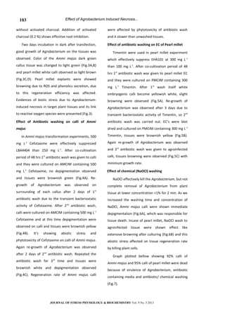 Effect of Agrobacterium Induced Necrosis...
without activated charcoal. Addition of activated
charcoal (0.2 %) shows effective root inhibition.
Two days incubation in dark after transfection,
good growth of Agrobacterium on the tissues was
observed. Color of the Ammi majus dark green
callus tissue was changed to light green (Fig.3A,B)
and pearl millet white calli observed as light brown
(Fig.3C,D). Pearl millet explants were showed
browning due to ROS and phenolics secretion, due
to this regeneration efficiency was affected.
Evidences of biotic stress due to Agrobacterium-
induced necrosis in target plant tissues and its link
to reactive oxygen species were presented (Fig.3).
Effect of Antibiotic washing on calli of Ammi
majus
In Ammi majus transformation experiments, 500
mg L-1
Cefotaxime were effectively suppressed
LBA4404 than 250 mg L-1
. After co-cultivation
period of 48 hrs 1st
antibiotic wash was given to calli
and they were cultured on AMCIM containing 500
mg L-1
Cefotaxime, no depigmentation observed
and tissues were brownish green (Fig.4A). Re-
growth of Agrobacterium was observed on
surrounding of each callus after 2 days of 1st
antibiotic wash due to the transient bacteriostatic
activity of Cefotaxime. After 2nd
antibiotic wash,
calli were cultured on AMCIM containing 500 mg L-1
Cefotaxime and at this time depigmentation were
observed on calli and tissues were brownish yellow
(Fig.4B). It’s showing abiotic stress and
phytotoxicity of Cefotaxime on calli of Ammi majus.
Again re-growth of Agrobacterium was observed
after 2 days of 2nd
antibiotic wash. Repeated the
antibiotic wash for 3rd
time and tissues were
brownish white and depigmentation observed
(Fig.4C). Regeneration rate of Ammi majus calli
were affected by phytotoxicity of antibiotic wash
and it slower than unwashed tissues.
Effect of antibiotic washing on EC of Pearl millet
Timentin were used in pearl millet experiment
which effectively suppress EHA101 at 300 mg L-1
than 100 mg L-1
. After co-cultivation period of 48
hrs 1st
antibiotic wash was given to pearl millet EC
and they were cultured on PMCIM containing 300
mg L-1
Timentin. After 1st
wash itself white
embryogenic calli become yellowish white, slight
browning were observed (Fig.5A). Re-growth of
Agrobacterium was observed after 3 days due to
transient bacteriostatic activity of Timentin, so 2nd
antibiotic wash was carried out. EC’s were blot
dried and cultured on PMCIM containing 300 mg L-1
Timentin, tissues were brownish yellow (Fig.5B).
Again re-growth of Agrobacterium was observed
and 3rd
antibiotic wash was given to agroinfected
calli, tissues browning were observed (Fig.5C) with
minimum growth rate.
Effect of chemical (NaOCl) washing
NaOCl effectively kill the Agrobacterium, but not
complete removal of Agrobacterium from plant
tissue at lower concentration <1% for 2 min. As we
increased the washing time and concentration of
NaOCl, Ammi majus calli were shown immediate
depigmentation (Fig.6A), which was responsible for
tissue death. Incase of pearl millet, NaOCl wash to
agroinfected tissue were shown effect like
extensive browning after culturing (Fig.6B) and this
abiotic stress affected on tissue regeneration rate
by killing plant cells.
Graph plotted bellow showing 92% calli of
Ammi majus and 95% calli of pearl millet were dead
because of virulence of Agrobacterium, antibiotic
containing media and antibiotic/ chemical washing
(Fig.7).
JOURNAL OF STRESS PHYSIOLOGY & BIOCHEMISTRY Vol. 9 No. 3 2013
103
 