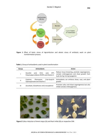 Sandip S. Magdum
Figure 1 Effect of biotic stress of Agroinfection and abiotic stress of antibiotic wash on plant
transformation process.
Table 1. Group of antioxidants used in plant transformation
Group Antioxidants Action
I
Ascorbic acid, Citric acid, DTT,
Polyvinylpyrrolidone (PVPP) and Vitamin C
Reduce tissue browning, promote organogenesis,
somatic embryogenesis and shoot growth from
buds during micropropagation.
II
Cysteine, Phenoxane, 3-ter-butyl-4-
hydroxyanisole and Vitamin E
Antioxidants can enhance shoot, root, and plant
growth.
III Ascorbate, Glutathione and α-tocopherol
Promote callus and shoot organogenesis but also
inhibit somatic embryogenesis.
Figure 2 Callus induction of Ammi majus (A) and Pearl millet (B) on respective CIM.
JOURNAL OF STRESS PHYSIOLOGY & BIOCHEMISTRY Vol. 9 No. 3 2013
104
 