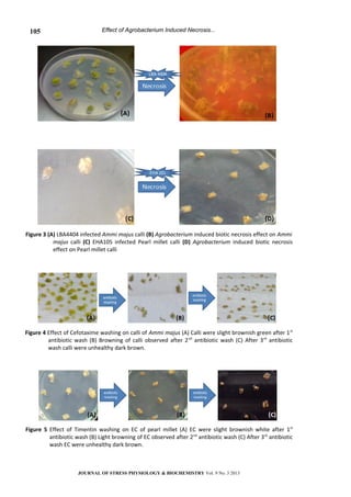 Effect of Agrobacterium Induced Necrosis...
Figure 3 (A) LBA4404 infected Ammi majus calli (B) Agrobacterium induced biotic necrosis effect on Ammi
majus calli (C) EHA105 infected Pearl millet calli (D) Agrobacterium induced biotic necrosis
effect on Pearl millet calli
Figure 4 Effect of Cefotaxime washing on calli of Ammi majus (A) Calli were slight brownish green after 1st
antibiotic wash (B) Browning of calli observed after 2nd
antibiotic wash (C) After 3rd
antibiotic
wash calli were unhealthy dark brown.
Figure 5 Effect of Timentin washing on EC of pearl millet (A) EC were slight brownish white after 1st
antibiotic wash (B) Light browning of EC observed after 2nd
antibiotic wash (C) After 3rd
antibiotic
wash EC were unhealthy dark brown.
JOURNAL OF STRESS PHYSIOLOGY & BIOCHEMISTRY Vol. 9 No. 3 2013
105
 