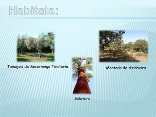 Montado de Azinheira
Sobreiro
Tamujais de Securinega Tinctoria
 
