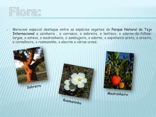  Merecem especial destaque entre as espécies vegetais do Parque Natural do Tejo
Internacional a azinheira , o carrasco, o sobreiro, o lentisco, o aderno-de-folhas-
largas, a esteva, o medronheiro, o zambujeiro, o aderno, o espinheiro-preto, a aroeira,
a cornalheira, o rosmaninho, o alecrim e várias urzes.
 