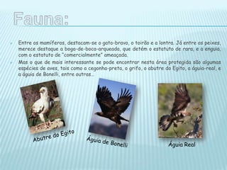  Entre os mamíferos, destacam-se o gato-bravo, o toirão e a lontra. Já entre os peixes,
merece destaque a boga-de-boca-arqueada, que detém o estatuto de rara, e a enguia,
com o estatuto de “comercialmente” ameaçada.
 Mas o que de mais interessante se pode encontrar nesta área protegida são algumas
espécies de aves, tais como a cegonha-preta, o grifo, o abutre do Egito, a águia-real, e
a águia de Bonelli, entre outras…
Águia Real
 