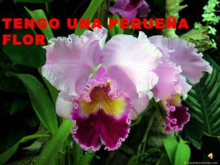TENGO UNA PEQUEÑA FLOR   