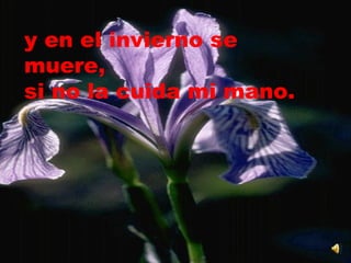 y en el invierno se muere,  si no la cuida mi mano. 