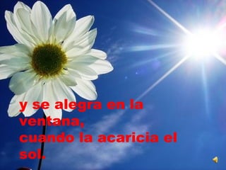 y se alegra en la ventana,  cuando la acaricia el sol. 