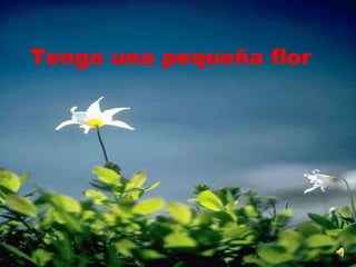 Tengo una pequeña flor  