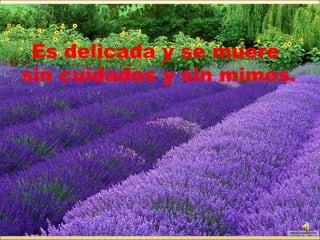 Es delicada y se muere  sin cuidados y sin mimos. 