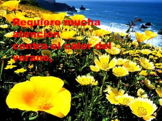 Requiere mucha atención  contra el calor del verano,  