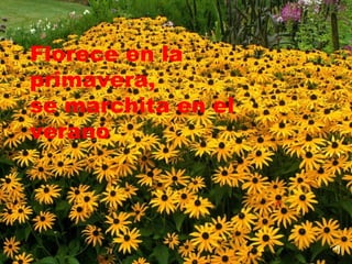 Florece en la primavera,  se marchita en el verano  