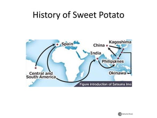 History of Sweet Potato
Satsuma Shuzo
 