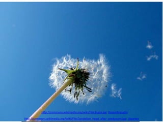 http://commons.wikimedia.org/wiki/File:Bugia.jpg: BeppeBriguglio
http://commons.wikimedia.org/wiki/File:Dandelion_head_after_seedcount.jpg: Jdparker
 