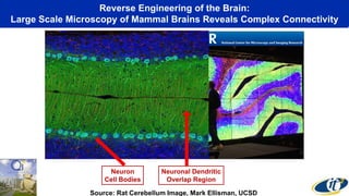 Reverse Engineering of the Brain:
Large Scale Microscopy of Mammal Brains Reveals Complex Connectivity
Source: Rat Cerebellum Image, Mark Ellisman, UCSD
Neuron
Cell Bodies
Neuronal Dendritic
Overlap Region
 