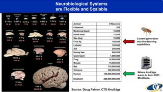 Neurobiological Systems
are Flexible and Scalable
30
Animal # Neurons
Flatworm 302
Medicinal leech 10,000
Pond snail 11,000
Sea slug 18,000
Fruit fly 100,000
Lobster 100,000
Ant 250,000
Honey bee 960,000
Cockroach 1,000,000
Frog 16,000,000
Mouse 75,000,000
Bat 110,000,000
Octopus 300,000,000
Human 100,000,000,000
Elephant 200,000,000,000
Current generation
machine learning
capabilities
Where KnuEdge
wants to be in 2021:
MindScale.
Source: Doug Palmer, CTO KnuEdge
 