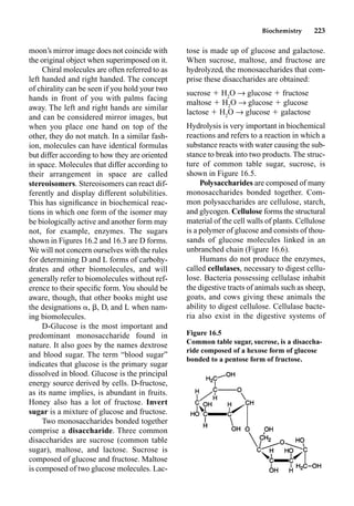 Biochemistry 223
moon’s mirror image does not coincide with
the original object when superimposed on it.
Chiral molecules are often referred to as
left handed and right handed. The concept
of chirality can be seen if you hold your two
hands in front of you with palms facing
away. The left and right hands are similar
and can be considered mirror images, but
when you place one hand on top of the
other, they do not match. In a similar fash-
ion, molecules can have identical formulas
but differ according to how they are oriented
in space. Molecules that differ according to
their arrangement in space are called
stereoisomers. Stereoisomers can react dif-
ferently and display different solubilities.
This has signiﬁcance in biochemical reac-
tions in which one form of the isomer may
be biologically active and another form may
not, for example, enzymes. The sugars
shown in Figures 16.2 and 16.3 are D forms.
We will not concern ourselves with the rules
for determining D and L forms of carbohy-
drates and other biomolecules, and will
generally refer to biomolecules without ref-
erence to their speciﬁc form. You should be
aware, though, that other books might use
the designations , , D, and L when nam-
ing biomolecules.
D-Glucose is the most important and
predominant monosaccharide found in
nature. It also goes by the names dextrose
and blood sugar. The term “blood sugar”
indicates that glucose is the primary sugar
dissolved in blood. Glucose is the principal
energy source derived by cells. D-fructose,
as its name implies, is abundant in fruits.
Honey also has a lot of fructose. Invert
sugar is a mixture of glucose and fructose.
Two monosaccharides bonded together
comprise a disaccharide. Three common
disaccharides are sucrose (common table
sugar), maltose, and lactose. Sucrose is
composed of glucose and fructose. Maltose
is composed of two glucose molecules. Lac-
tose is made up of glucose and galactose.
When sucrose, maltose, and fructose are
hydrolyzed, the monosaccharides that com-
prise these disaccharides are obtained:
sucrose  H2
O p glucose  fructose
maltose  H2
O p glucose  glucose
lactose  H2
O p glucose  galactose
Hydrolysis is very important in biochemical
reactions and refers to a reaction in which a
substance reacts with water causing the sub-
stance to break into two products. The struc-
ture of common table sugar, sucrose, is
shown in Figure 16.5.
Polysaccharides are composed of many
monosaccharides bonded together. Com-
mon polysaccharides are cellulose, starch,
and glycogen. Cellulose forms the structural
material of the cell walls of plants. Cellulose
is a polymer of glucose and consists of thou-
sands of glucose molecules linked in an
unbranched chain (Figure 16.6).
Humans do not produce the enzymes,
called cellulases, necessary to digest cellu-
lose. Bacteria possessing cellulase inhabit
the digestive tracts of animals such as sheep,
goats, and cows giving these animals the
ability to digest cellulose. Cellulase bacte-
ria also exist in the digestive systems of
Figure 16.5
Common table sugar, sucrose, is a disaccha-
ride composed of a hexose form of glucose
bonded to a pentose form of fructose.
 