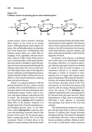 224 Biochemistry
certain insects, such as termites, allowing
these insects to use wood as an energy
source. Although humans cannot digest cel-
lulose, this carbohydrate plays an important
role in the human diet. Carbohydrates that
humans cannot digest are called ﬁber or
roughage. Fruit, vegetables, and nuts are pri-
mary sources of ﬁber. These foods seem to
have a cleansing effect on the large intestine,
and such action is thought to speed the pas-
sage of cancer-causing materials through the
intestine and reduce the risk of colon can-
cer. Fiber helps retain water in the digestive
system, aiding the overall digestion process.
Another beneﬁt of ﬁber is believed to be its
ability to lower blood cholesterol, reducing
heart and arterial disease.
Starch is a -glucose polymer with the
general formula (C6
H12
O5
)n
, where n can be
a number from several hundred to several
thousand. Starch is the form that plants store
carbohydrate energy. Grains, such as rice,
corn, and wheat; potatoes; and seeds are rich
in starch. Two principal forms of starch
exist. One form is amylose and it comprises
about 20% of all starches. Amylose is a
straight chain form of starch containing sev-
eral hundred glucose units. In the other
form, called amylopectin, numerous glu-
cose side branching is present. Starch is the
primary food source for the human popu-
lation, comprising nearly 70% of all food
consumed. Starch is broken down in the
digestive system starting in the mouth where
the enzyme amylase breaks the bonds hold-
ing the glucose units together. This process
ceases in the stomach because stomach acid
creates a low pH environment, but resumes
in the small intestine. Glucose, maltose, and
other small polysaccharides result from the
digestion of starch.
In animals, most glucose is produced
from starch and is not immediately needed
for energy; therefore, it is stored as glyco-
gen. Because glycogen’s function in animals
is similar to that of starch in plants, it is
sometimes referred to as animal starch.
Glycogen is similar in structure to amy-
lopectin, but it is larger and contains more
glucose branching. When glucose blood lev-
els drop, for instance during fasting or phys-
ical exertion, glycogen stored in the liver
and muscles is converted into glucose and
used by cells for energy. During periods of
stress, the release of the hormone epi-
nephrine (adrenaline) also causes glucose to
be released from glycogen reserves. When
blood glucose is high, such as immediately
following a meal, glucose is converted
into glycogen and stored in the liver and
muscles.
The transformation of glucose to glyco-
gen and glycogen back to glucose enables
humans to regulate their energy demands
throughout the day. This process is disrupted
in individuals who have a form of diabetes
known as diabetes mellitus. Diabetes melli-
tus occurs in individuals whose pancreas
Figure 16.6
Cellulose consists of repeating glucose units bonded together.
 
